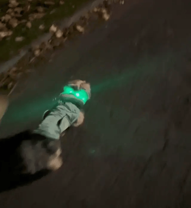 KlenviaLampe™ – Collier lumineux LED pour chien
